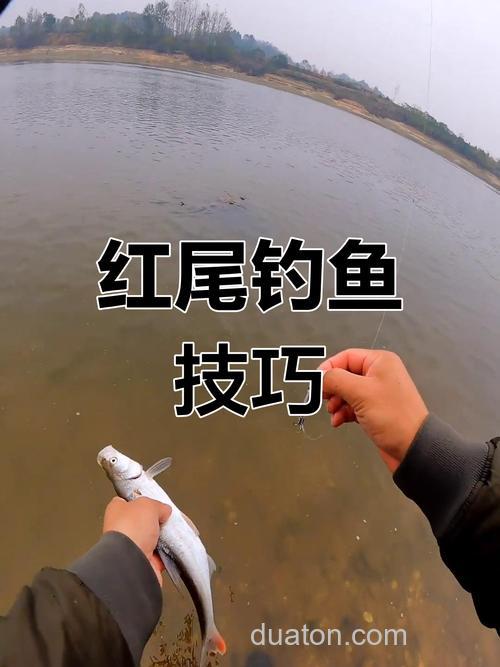 红尾鱼怎么钓?