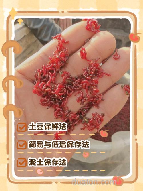 红虫怎么养?让红虫保持新鲜一个月的妙招