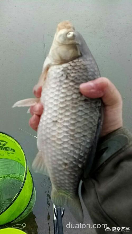 丁香酒浸枸杞子用于钓鱼,效果如何?