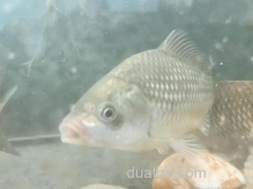 请教:小鲫鱼小麦穗刚钓上来的时候颜色发黑,从鱼缸里养了半个月颜色变灰了