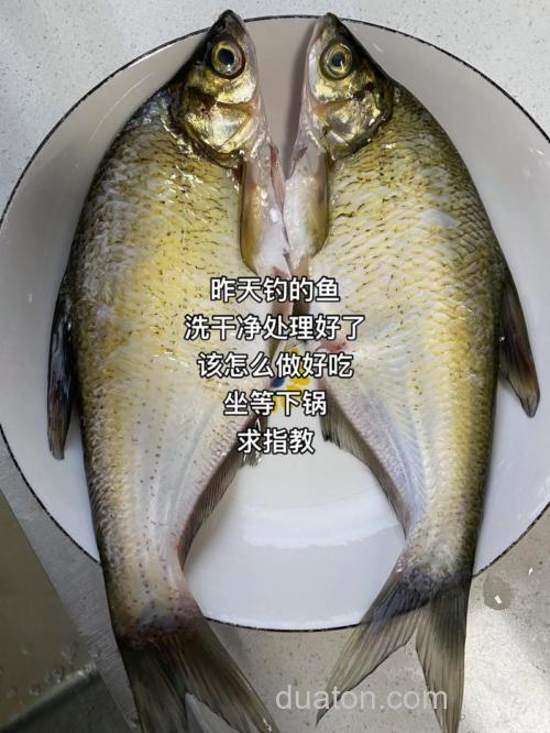 自制钓鱼鱼食的方法？