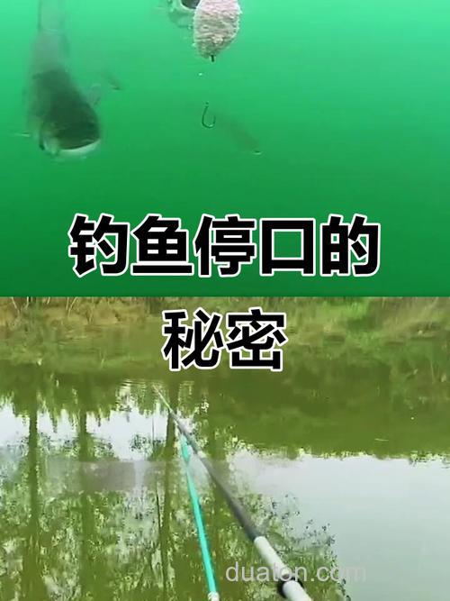 为什么鱼口会突然停下来?