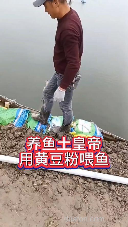 黄豆可以喂鱼吗?