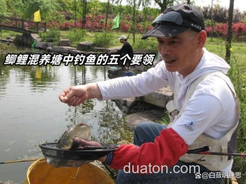 混养塘怎样麦子钓鲫鱼
