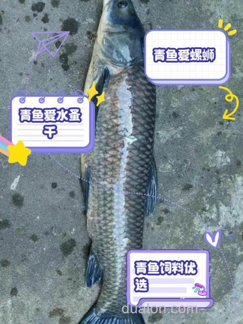 青鱼自然存活吃什么?