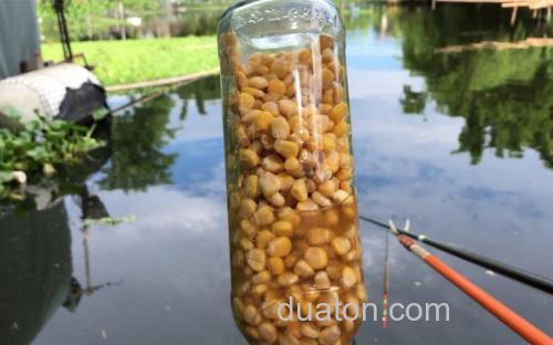 煮熟玉米泡白酒钓什么鱼最好?