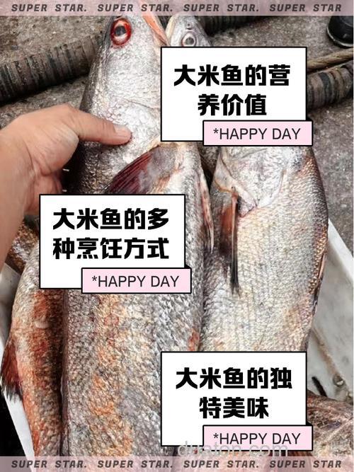 米糠养鱼的正确方法?