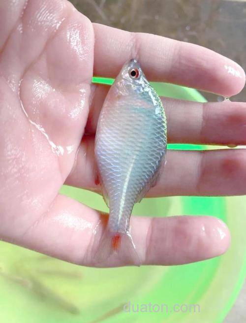 河里的鳑鲏鱼吃硬小米吗?