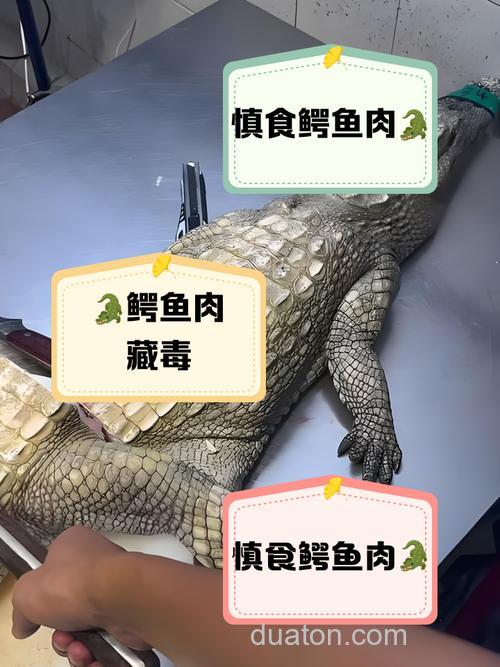 尖嘴鳄吃瘦肉吗???