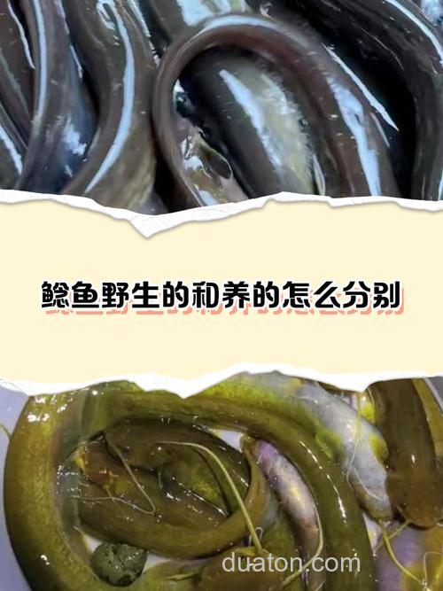 鲶鱼怎么养,鲶鱼可以和什么鱼混养