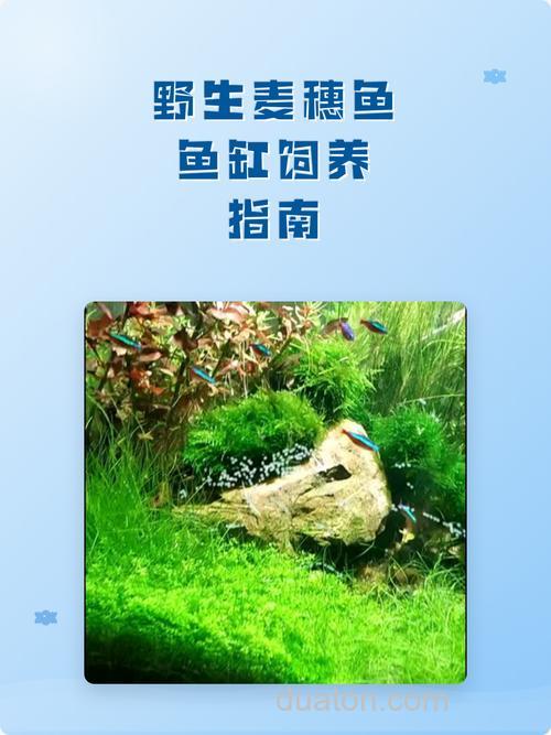 鱼缸养麦穗喂什么?
