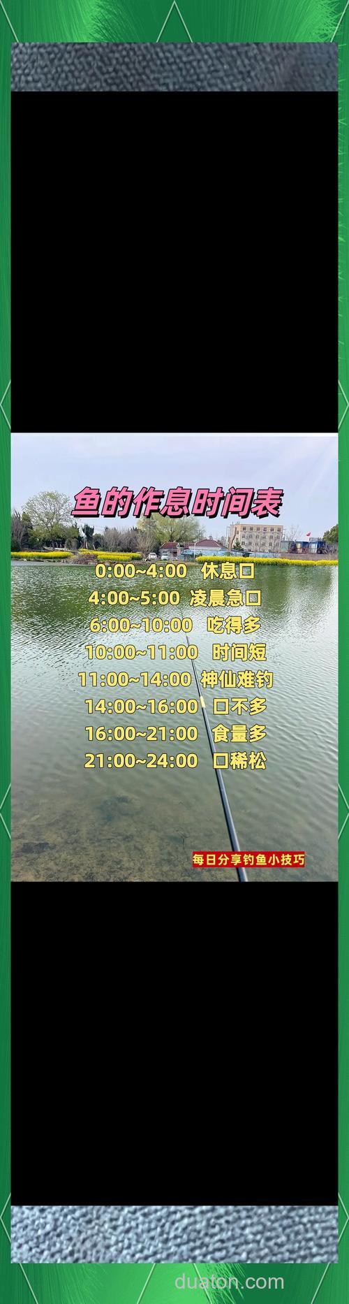 深秋季节钓鲤鱼最佳时间是几点？