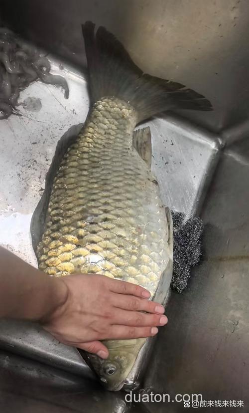 超诱十918十奶香鲫钓鲫鱼可以吗？