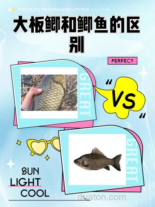 板鲫和鲫鱼的区别?