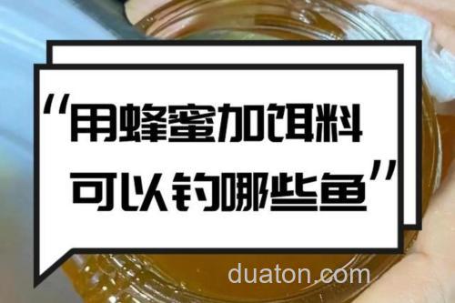 什么钓鱼饵料里可以加蜂蜜?