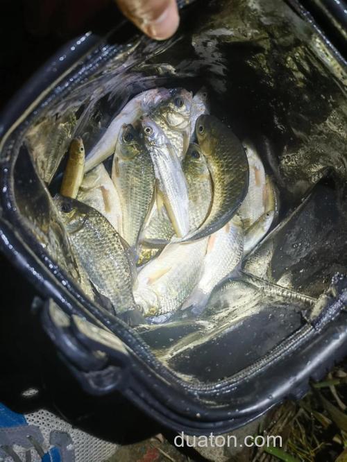 夜里野外河流钓鲫鱼的乐趣与技巧，钓位选择很关键