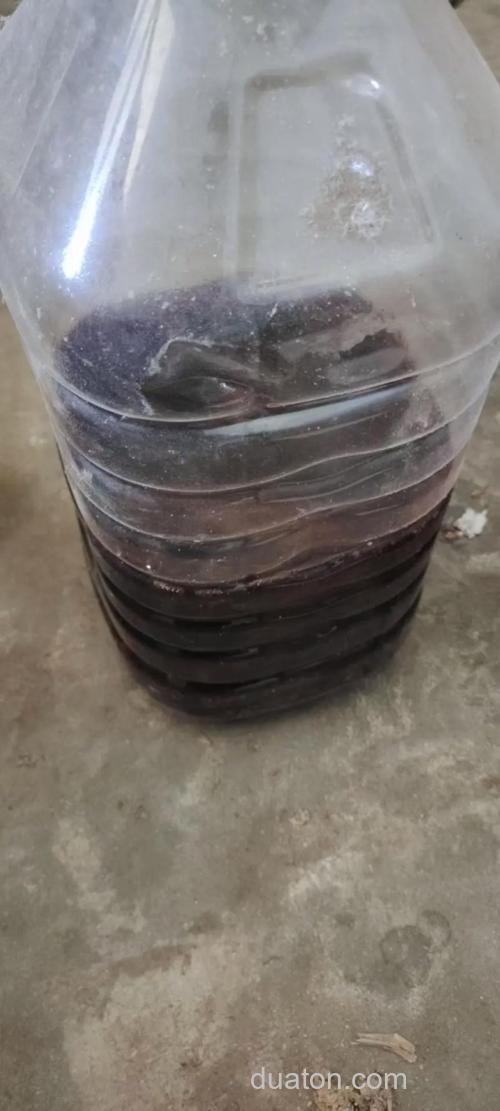 药酒泡玉米小麦，主钓鲤鱼草鱼，