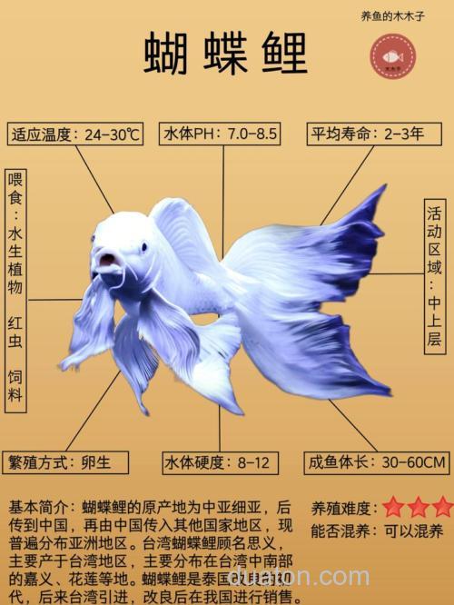 蝴蝶鲤吃苞谷吗?