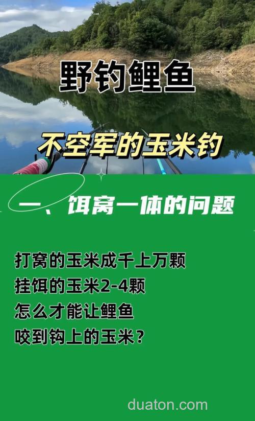玉米钓鲤鱼有窍门技巧全在这里