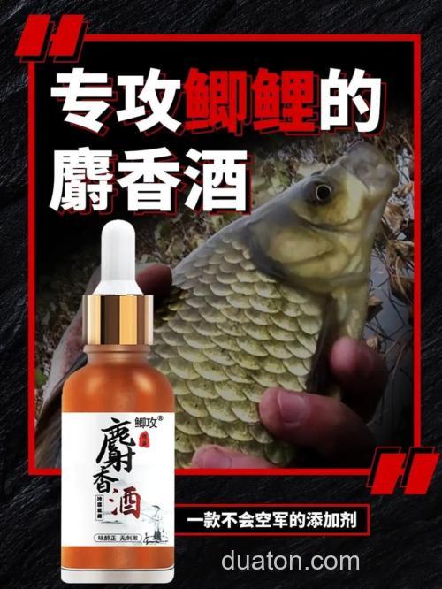 低温钓鲫鱼加麝香酒可以吗?