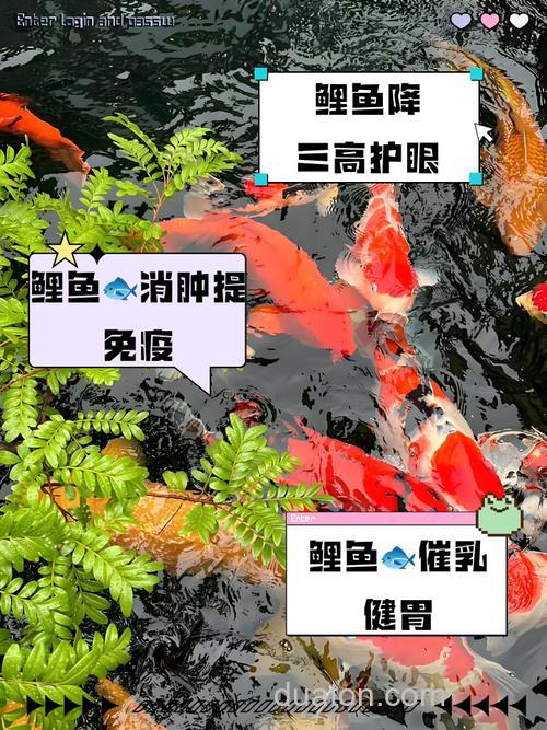 问河里鲤鱼不开用什么鱼料最好?