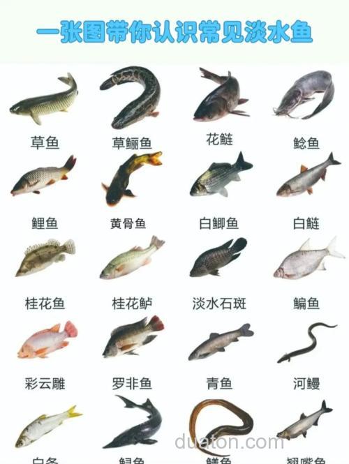 最常见的淡水鱼,你认识几种,钓到过哪些?
