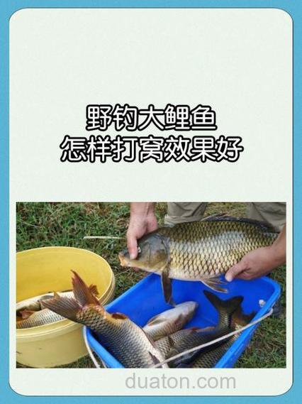 养殖塘钓鲤鱼怎么快速聚窝