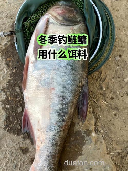 北方冬季还能钓鲢鳙吗?