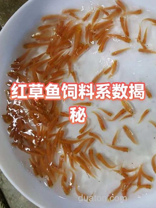 小麦喂草鱼的饲料系数？
