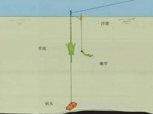草鱼钓位的位置示意图