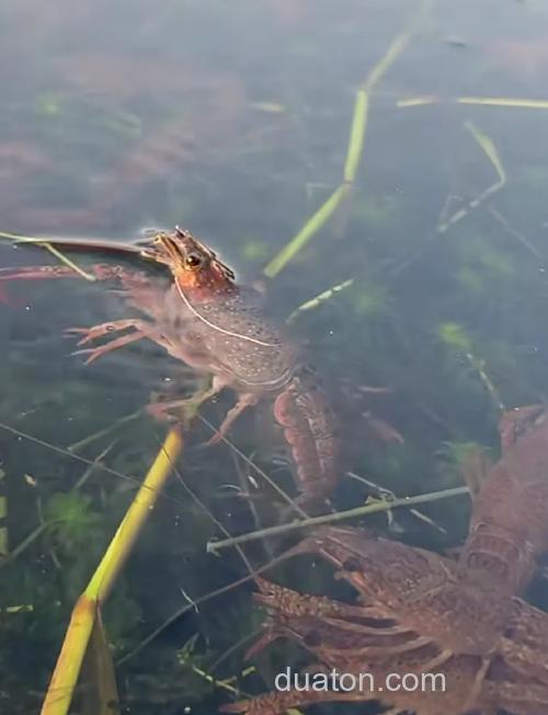 大海钓龙虾：掌握这些技巧与装备选择，享受独特海洋乐趣
