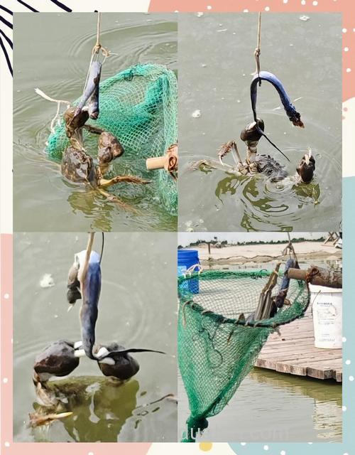 七里海钓螃蟹,掌握这些拍摄技巧,记录美好时光