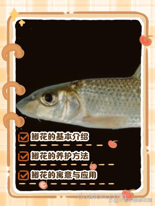 鲫鱼最喜欢吃什么植物?