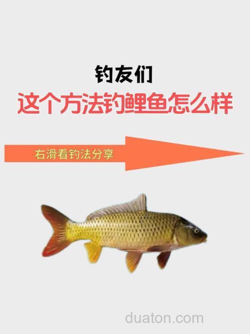 钓鲤鱼用什么打窝比较好?