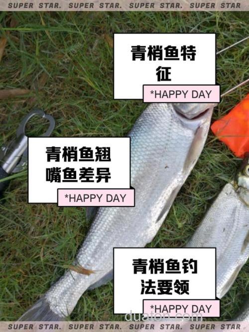 青稍鱼是什么鱼?
