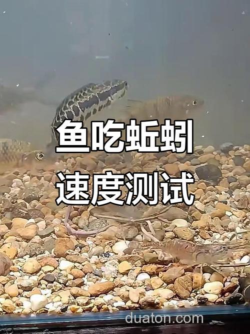黑鱼吃蚯蚓吗?