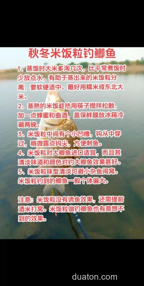 请问高手,用大米钓鱼好不好?