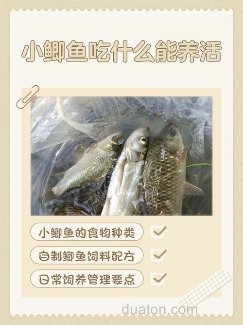 鲫鱼在家养吃什么?