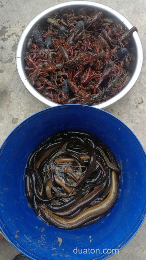 有什么好办法可以捉到龙虾黄鳝？