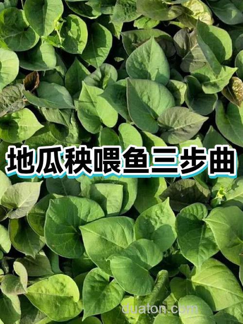 红薯喂鱼几斤长一斤鱼