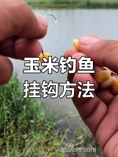鲢鳙用玉米可以钓吗？