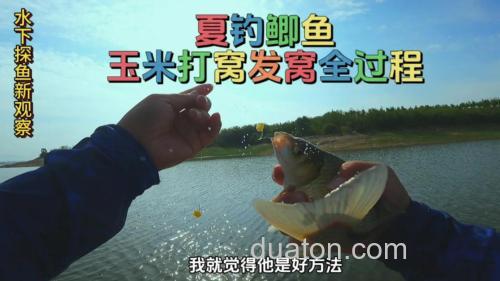鲫鱼吃玉米饵料吗?