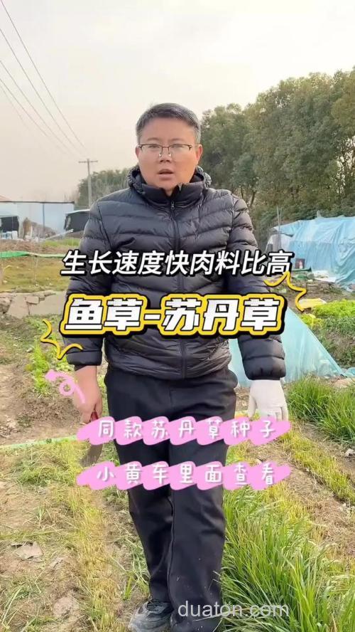 种植什么草喂养草鱼最适合?