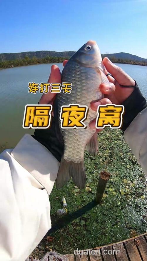 冬季打隔夜窝打多少的量?