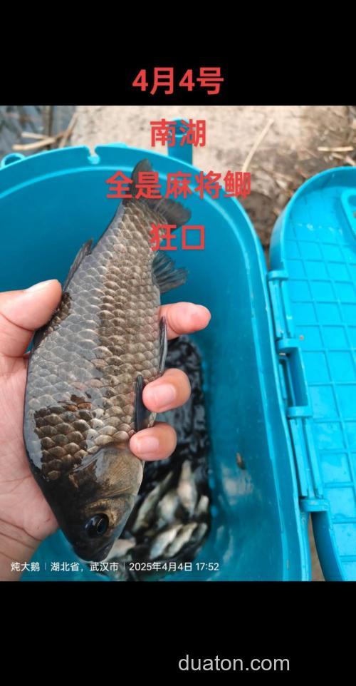 初春钓鲫鱼需要加果酸吗?