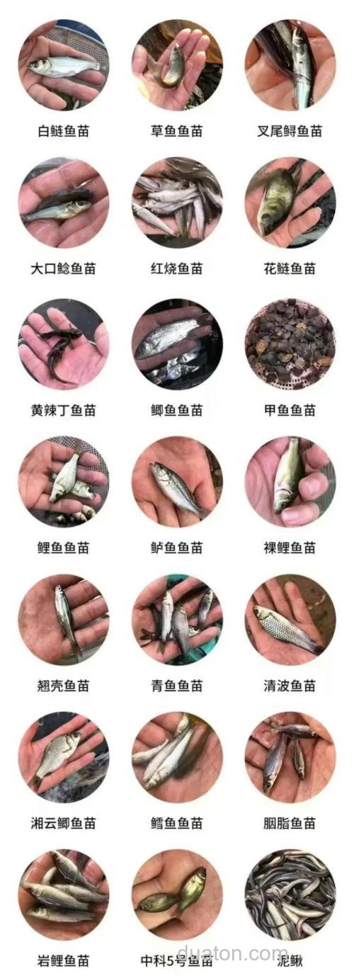 鱼塘鱼种搭配?