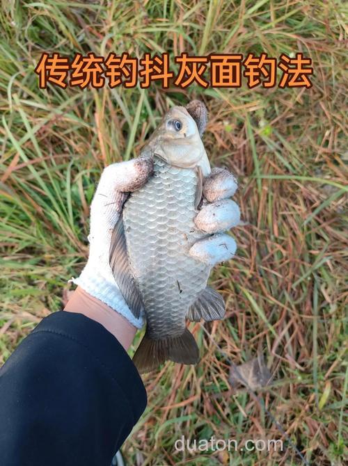 有这3种“钓法”就够了,狂拉大板鲫不是梦