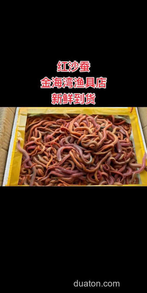 钓海鳝鱼用什么饵最好