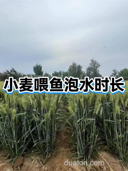 小麦浸泡多少时间才能喂鱼？
