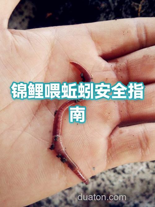 鲤鱼吃臭蚯蚓吗？